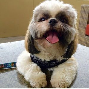 Meet your Posher, Joanne